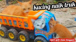 Trek Gandeng dan Si manis kucing lucu menemukan mainan || kucing oren naik mobil, kucing naik mobil