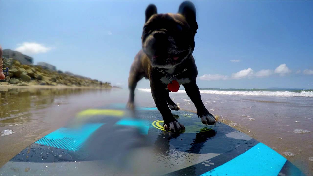 bulldogs surfing