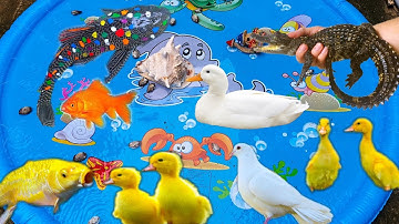 Thỏ Vlog Bắt Cá Sấu Tinh Nghịch Đang Ẩn Nấp Dưới Ao Cá, Con Vịt, Con Cua, Cá Chê