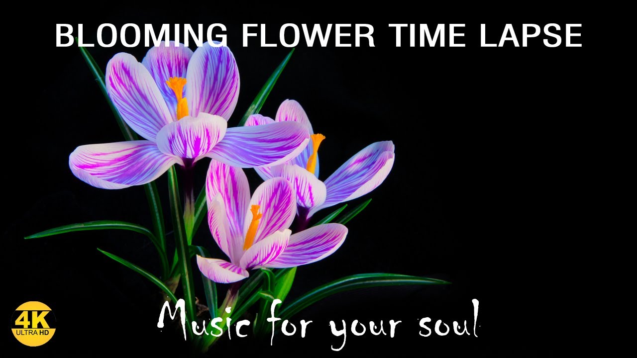 4K Blooming Flowers Time Lapse for Relaxation Soft Piano Music - YouTube