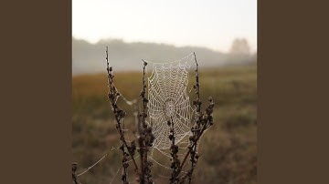 Reflection on the Bird That Flew Away