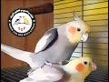 افضل صوت لتحفيز طيور الكوكتيل الكروان على التزاوج / This sound stimulates cocktail birds to mate