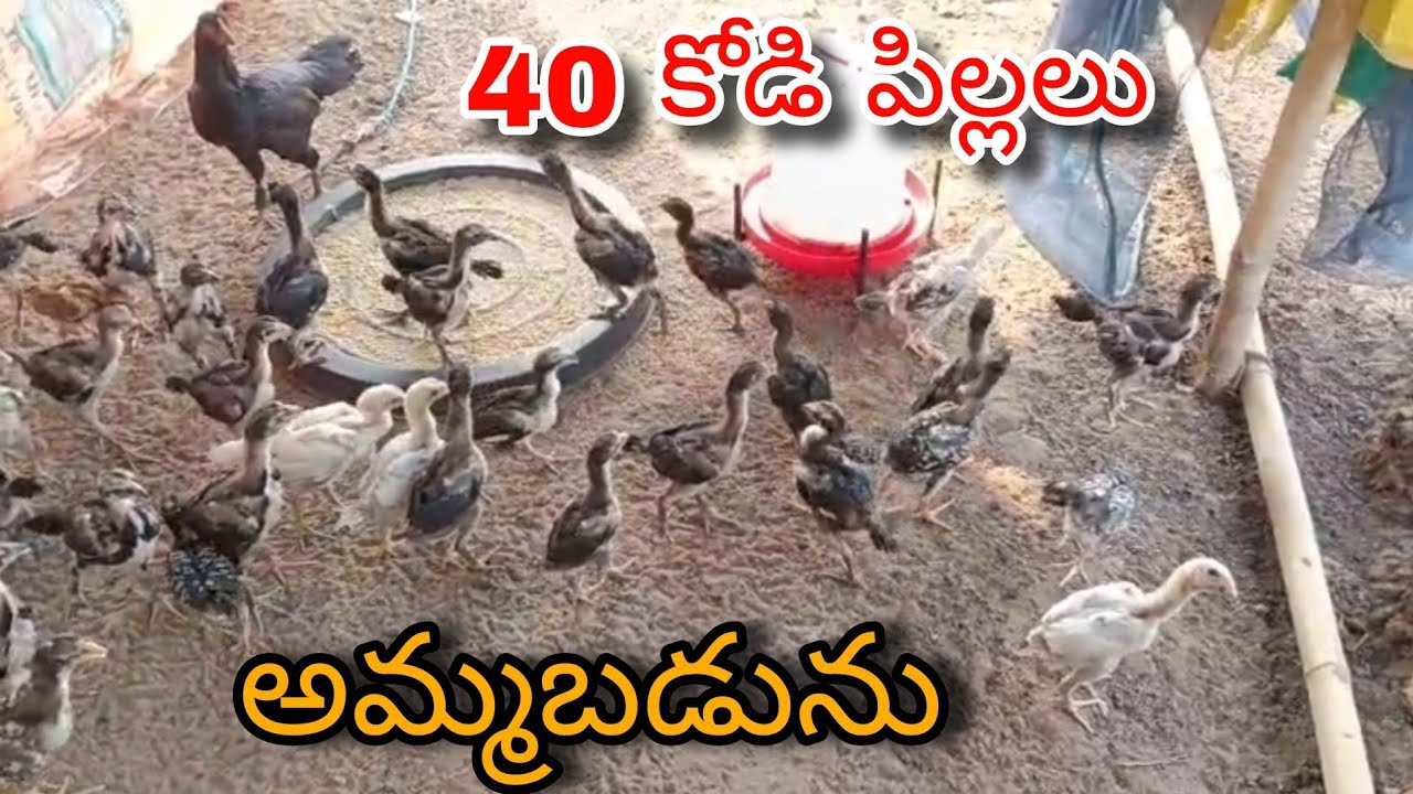 #KVR BREEDES#6305553769#bhimavaram chicks#peru cross chicks#chicks#patta punju#birds#chicken#viral