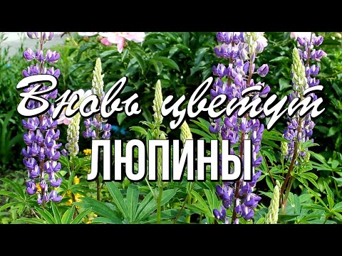 Доброе утро! Радости вам и хороших новостей! Отличного летнего дня!
