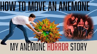 How to move anemones, splitting & more