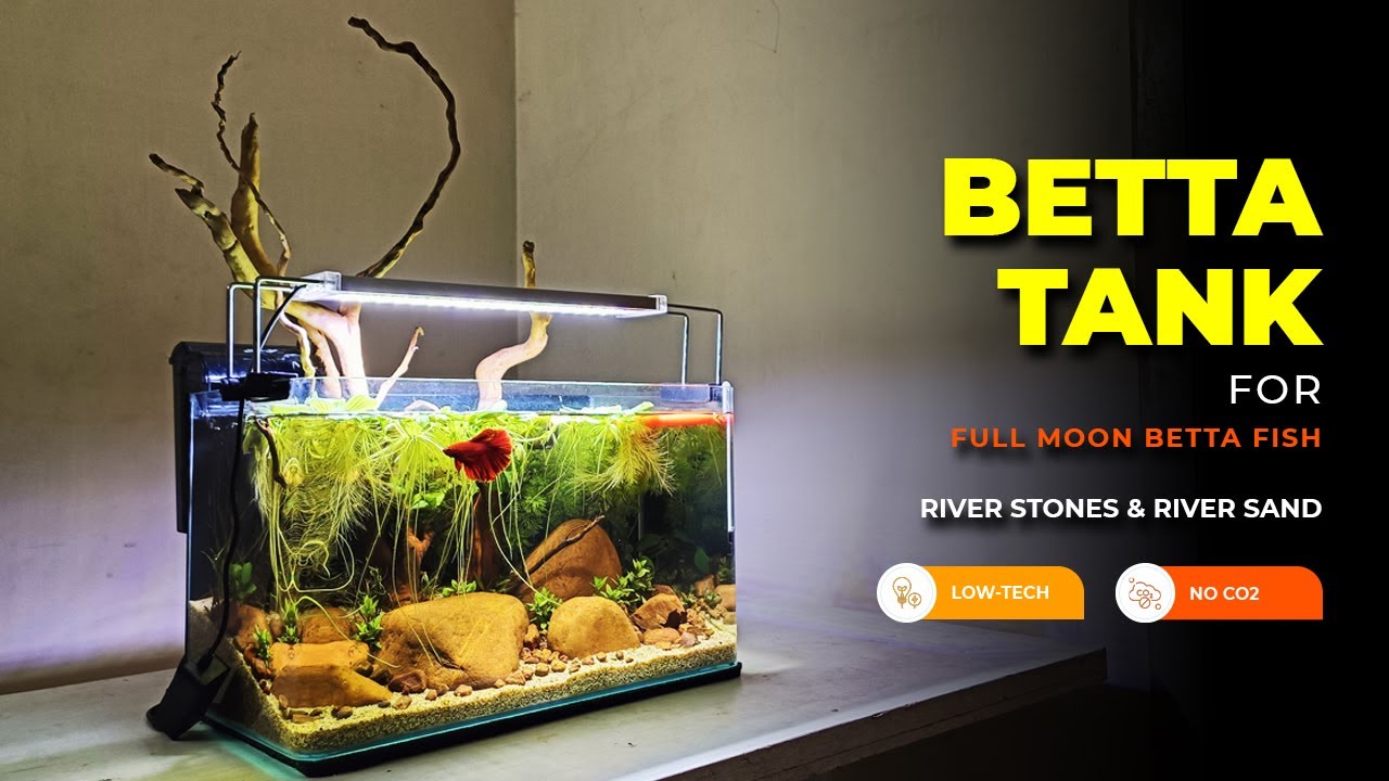 Low-tech planted tank for Betta Fish - Amudh Aquascapes