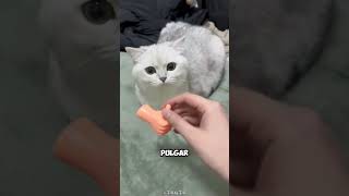 A los gatos les gusta recibir masajes con manitas de juguete.