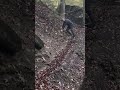 Лумшори