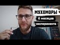 МУХОМОРЫ / Итоги эксперимента длинною 6 месяцев