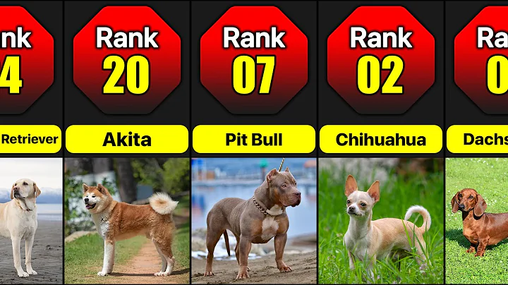 Most Aggressive Dogs Towards Strangers | Which Dog Breeds Don't Like Strangers The Most #dogs #dog