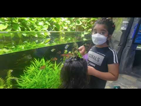 Dubai Aquarium and underwater zoo.