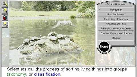 Animal Classification: Introduction to How Animals are Classified