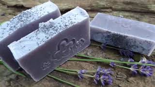 Alkanna Tinctoria Or Alkanet