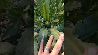 We have Artichoke gardening californiahomestead farmlife homestead artichoke