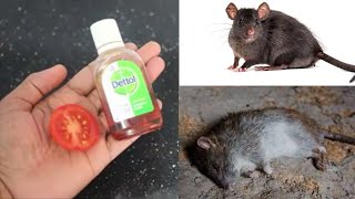 Magic Ingredient  || How To Get Rid of Mouse Rats, Permanently In a Natural Way || Home Remedy ||