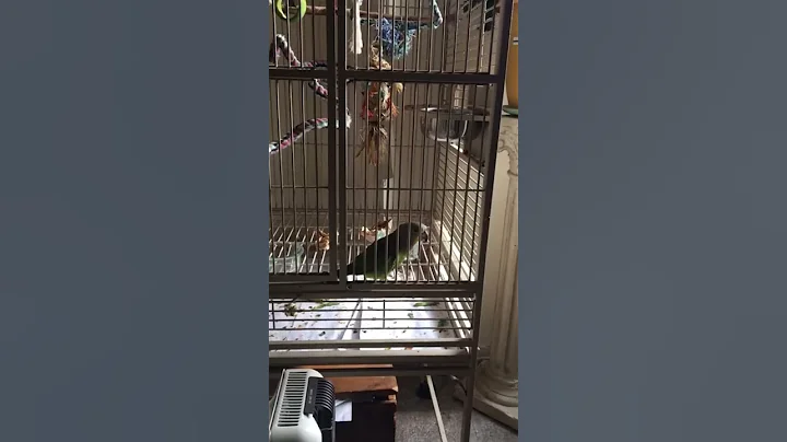 My Parrot Catches the Oakland Interfaith Gospel Ch...