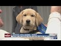 Service dog named after fallen police officer Service dog named after fallen police officer