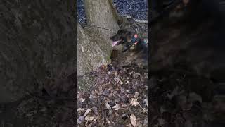 Yonah bay a coon 2-1-24 by squirrel dog training 198 views 2 months ago 1 minute, 9 seconds