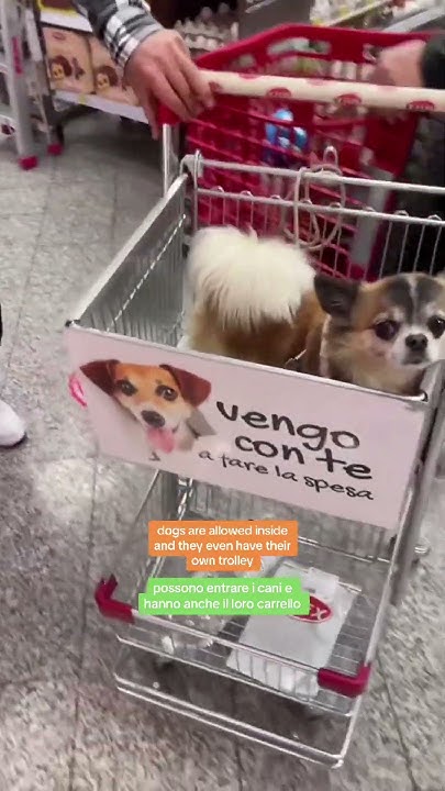 did-you-know-there-were-these-dog-friendly-supermarkets-in-italy-i