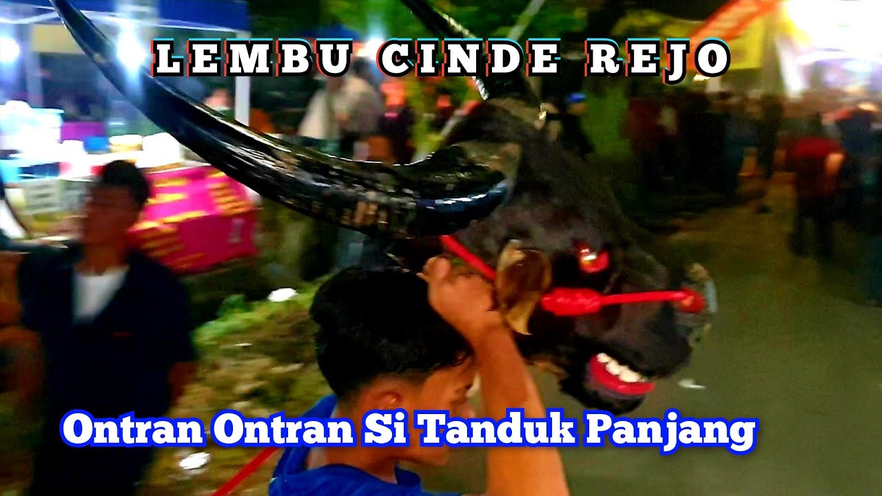Mberot Spesial Anniversary - Bantengan LEMBU CINDE REJO Live Tlogowaru Kedungkandang