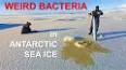 The Fascinating World of Bacteria ile ilgili video