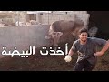 بيضة بقرة ! |  #فلوق١٩ | Cow's egg!