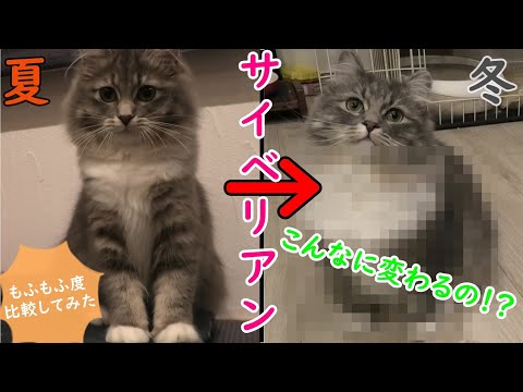 驚くほど変化する！！サイベリアンの夏と冬のもふもふ度比較してみた／Difference between Siberian summer and winter【サイベリアンのラフィ#64】