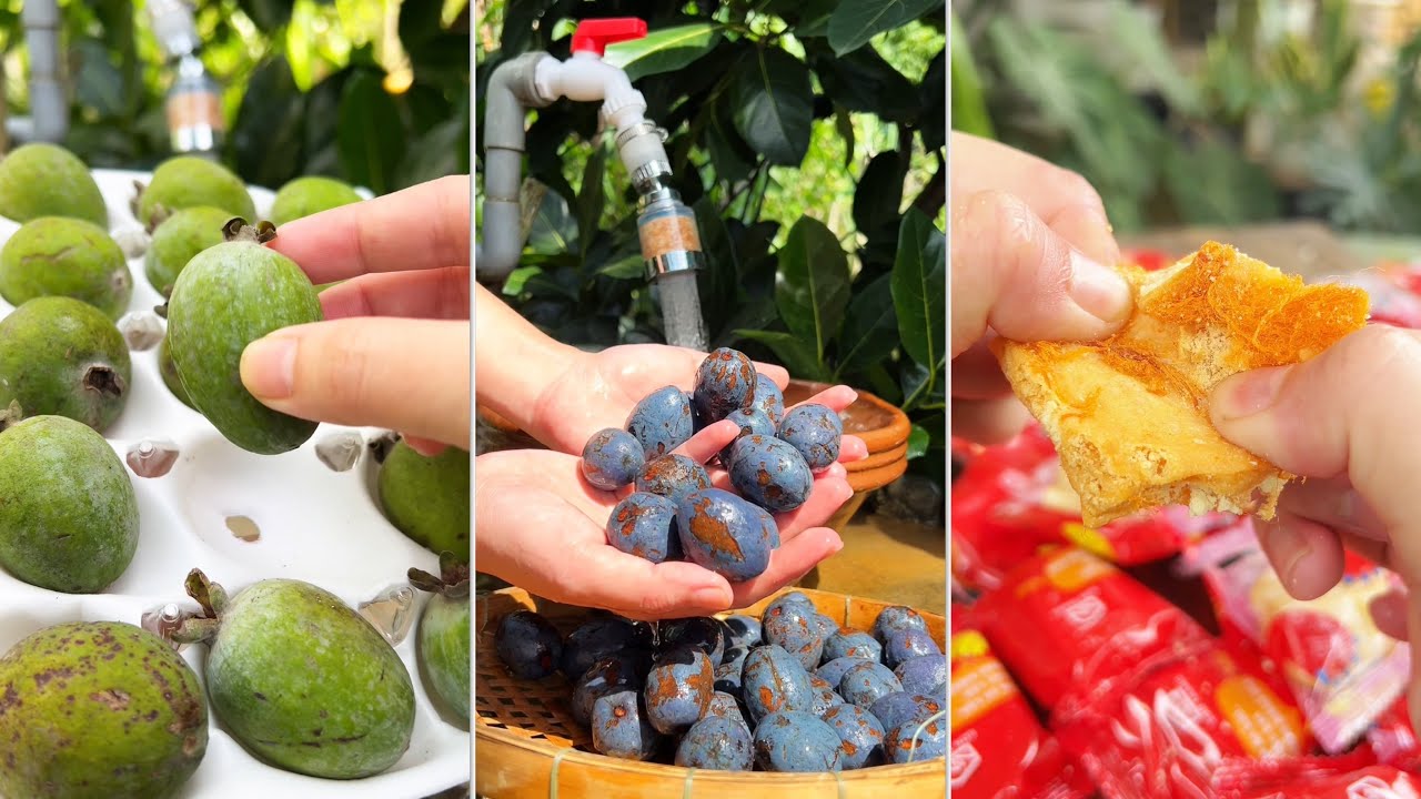 Thử ổi dứa newzaeland, ỏm cọ và bánh bông lan tuyết #catlai 