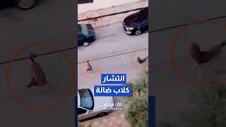 انتشار كلاب ضالة في شارع    في الزرقاء الجديدة بالأردن                           سمعها