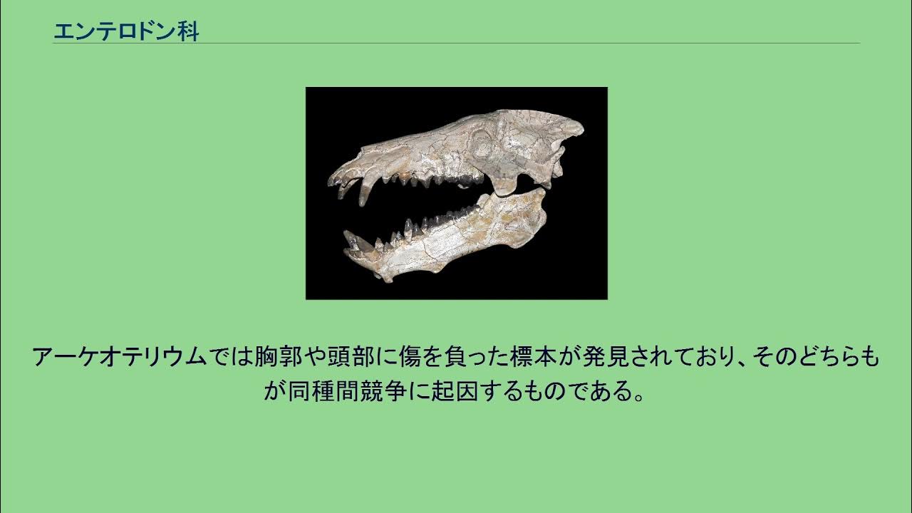 エンテロドン科 YouTube