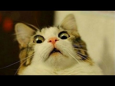 hilarious-viral-cat-videos-|-ultimate-funny-cats-compilation-2020-(100%-clean,-no-swearing)
