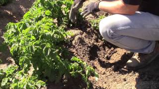 how to harvest young/ small potatoes