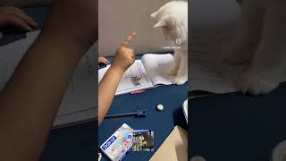 Group study tips from cats🤣 #ytshortsindia #cat #catbehaviour #funny#viralshort #furryfriendship