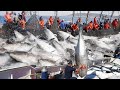 We Caught Plenty of Eel Fish in the Deep Sea | KadalTV