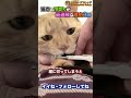 猫壱の爪切りが最適解な理由3選 #Shorts