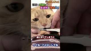 猫壱の爪切りが最適解な理由3選 #Shorts