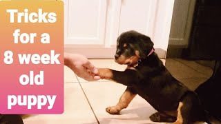 Tricks to teach 8 week old Rottweiler puppy