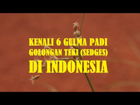 Video: Sedge - rumput yang tumbuh di mana-mana