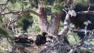 Bald Eagles @ Smith Rock on 05/16/2024 #baldeagles