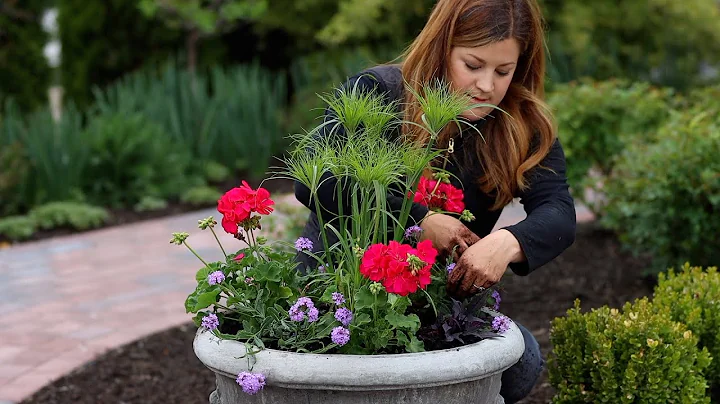 Planting Full Sun Summer Containers! 🌸🌿💜 // Garden Answer - DayDayNews