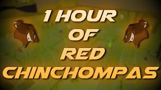 Hunting Red Chinchompas | Testing OSRS Wiki Money Making Methods