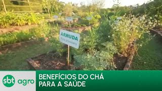 Video descubra-os-beneficios-do-cha-para-a-saude