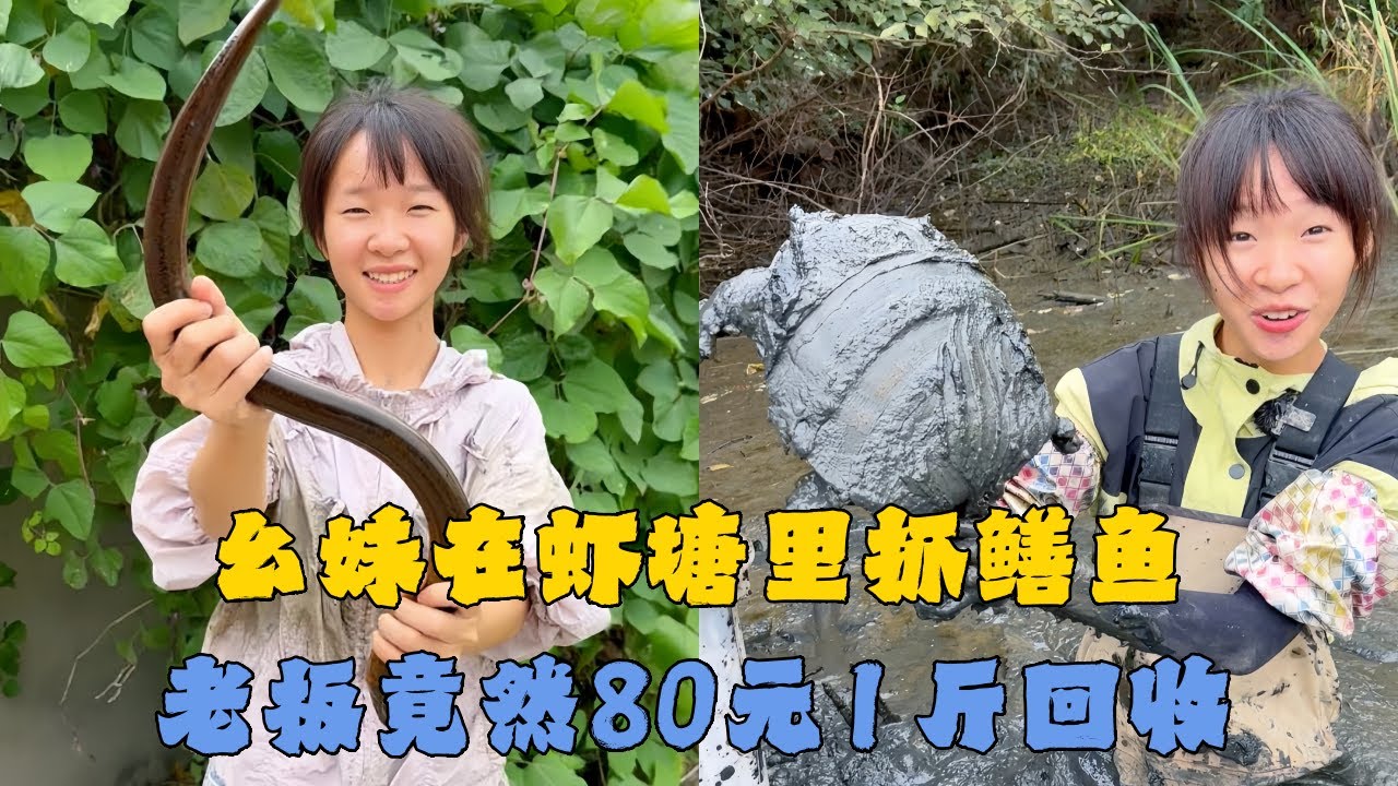 幺妹在虾塘里抓鳝鱼，老板竟然80元1斤回收，到底能否成功上岸？