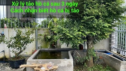 Nhận Biết Nước Hồ Cá Koi Bị Tảo - Xử Lý Và Khắc Phục Sau 3 Ngày Nước Trong.Hồ Của Em Thắng Ở ĐăkLak.