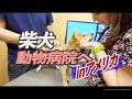 柴犬アメリカの動物病院に行く！注射も！海外生活