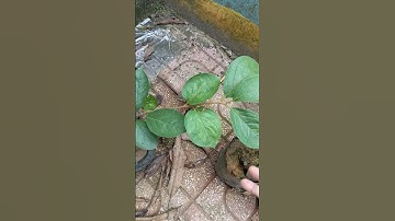 Hồng tứ quý cây tại vườn 097 699 8405