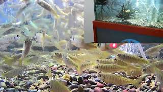Coho Salmon Hatching Live Stream