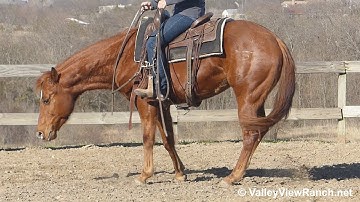 Tunderjuice***For info, price, etc., go to our website***ValleyViewRanch.net