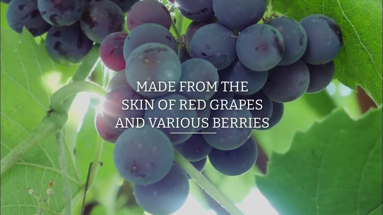 High Absorption Resveratrol From The Skin of Red Grapes YouTube