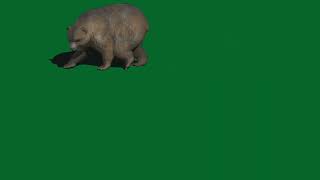 Green screen bear, green scree animals for use in chroma key